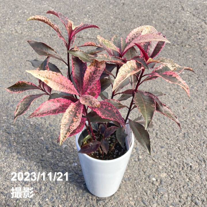 万両　福包　斑入り　9点セット❗2株植え❗変わり葉❗　① 万両 福包 斑入り 9点セット❗2株植え❗変わり葉❗