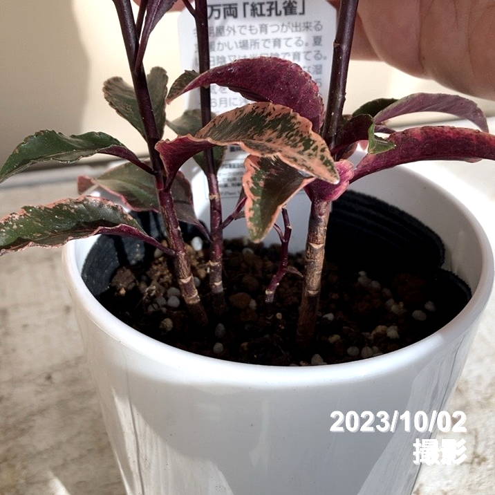 斑入り万両 マンリョウ 紅孔雀 4号 PVP｜観葉04-PA | 花木・庭木