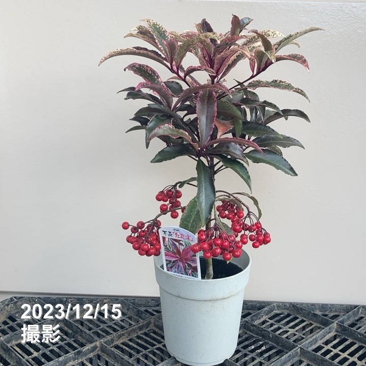 斑入り万両 マンリョウ 紅孔雀 4号 PVP｜観葉04-PA | 花木・庭木