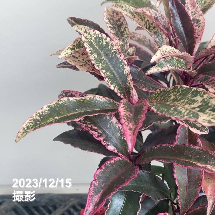 斑入り万両 マンリョウ 紅孔雀 4号 PVP｜観葉04-PA | 花木・庭木