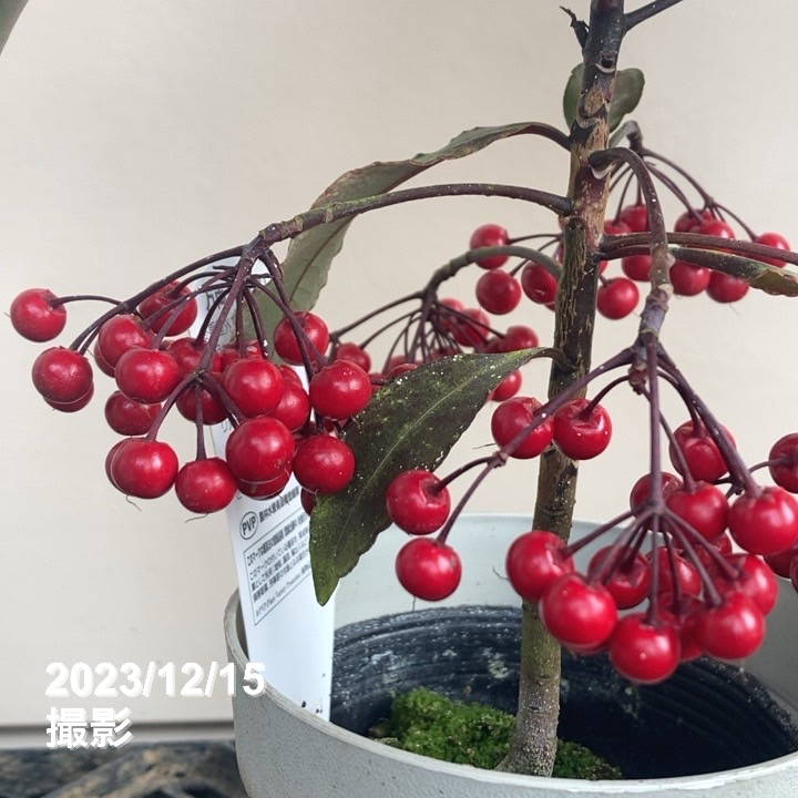 斑入り万両 マンリョウ 紅孔雀 4号 PVP｜観葉04-PA | 花木・庭木