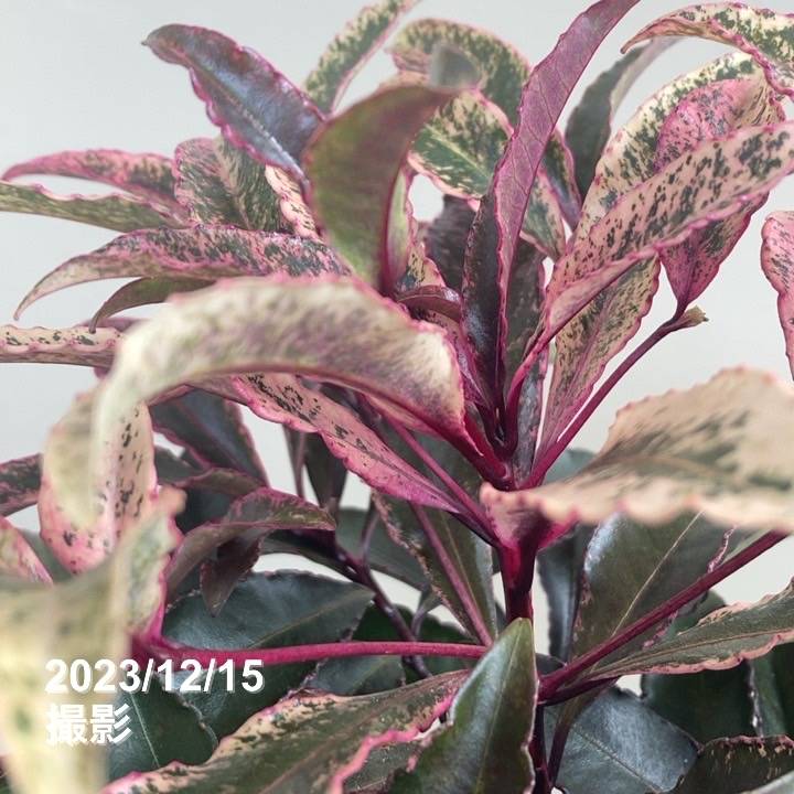 斑入り万両 マンリョウ 紅孔雀 4号 PVP｜観葉04-PA | 花木・庭木