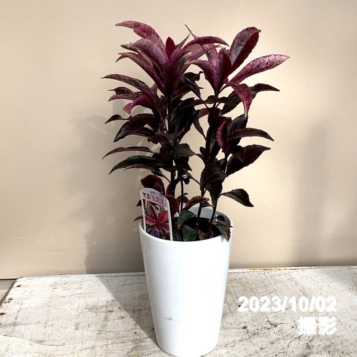 斑入り万両 マンリョウ 紅孔雀 4号 PVP｜観葉04-PA | 花木・庭木