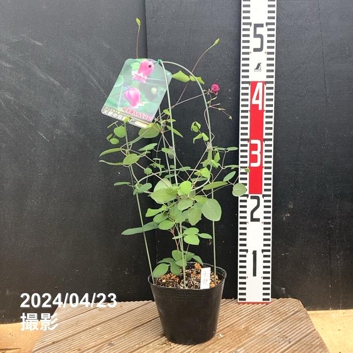 ヴィクトリアン天使のモーヴピンクシルク薔薇のスワッグ時代ものレア ヴィクトリアン天使のモーヴピンクシルク薔薇のスワッグ時代もの