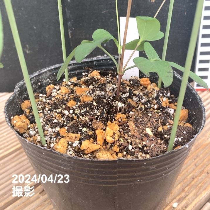 クレマチス ヴィオルナ系 天使の首飾り 4号｜草花04-PA | 草花,[多年草