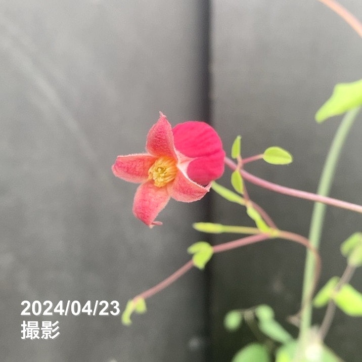 クレマチス ヴィオルナ系 天使の首飾り 4号｜草花04-PA | 草花,[多年草