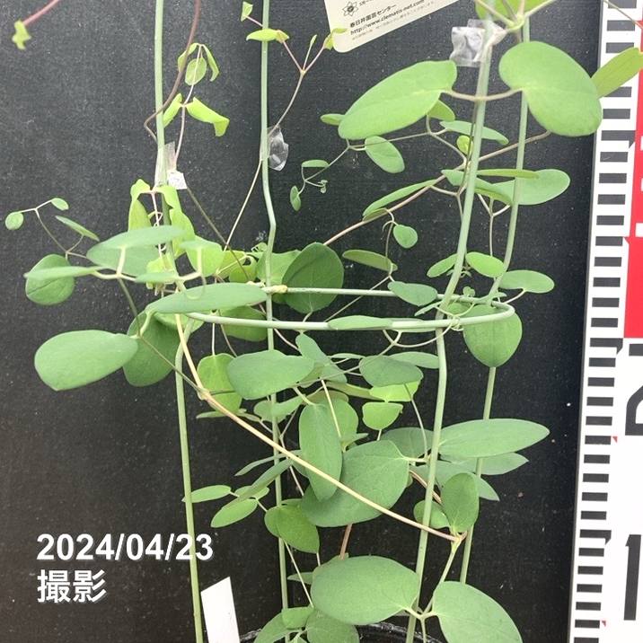 月花様確認用 クレマチス フェアリーブルー○超絶人気！（クリスタルファウンテン