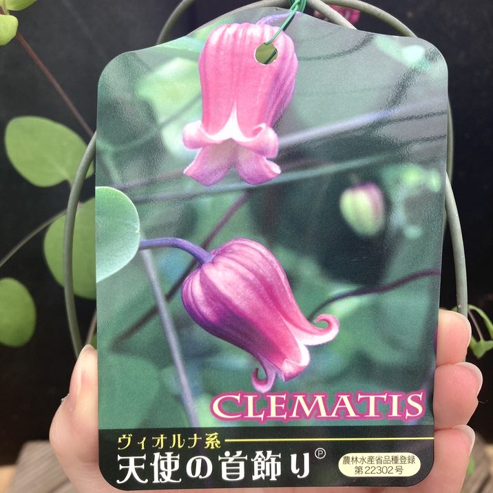 クレマチス ヴィオルナ系 天使の首飾り 4号｜草花04-PA | 草花