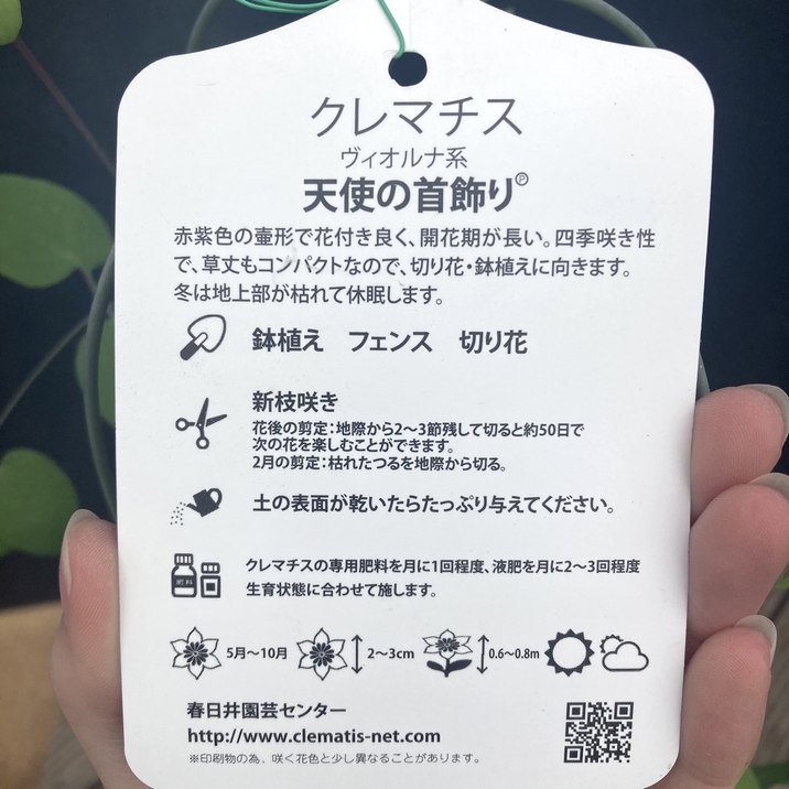 クレマチス ヴィオルナ系 天使の首飾り 4号｜草花04-PA | 草花,[多年草