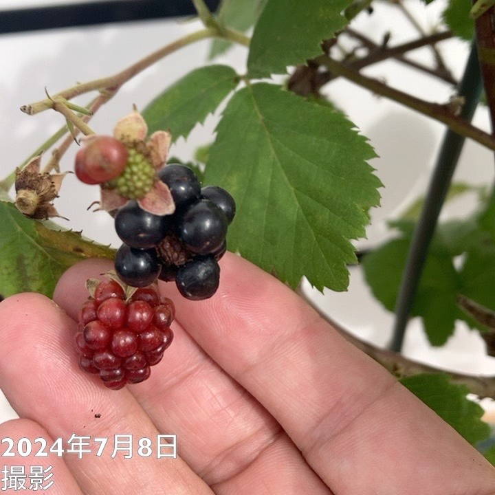 ブラックベリー 6号｜果樹10-TU | 果樹,ラズベリー・ベリー類 | 赤塚