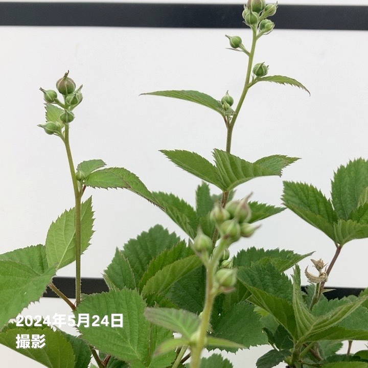 ブラックベリー 6号｜果樹10-TU | 果樹,ラズベリー・ベリー類 | 赤塚