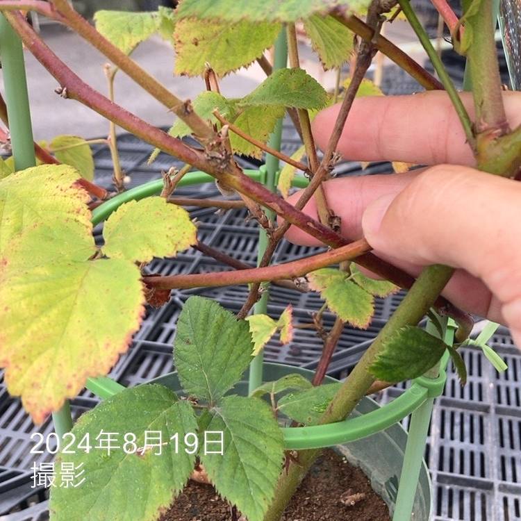 ブラックベリー 6号｜果樹10-TU | 果樹,ラズベリー・ベリー類 | 赤塚