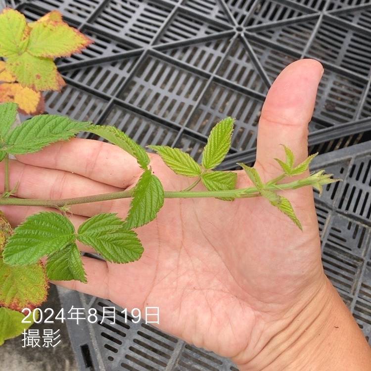 ブラックベリー 6号｜果樹10-TU | 果樹,ラズベリー・ベリー類 | 赤塚