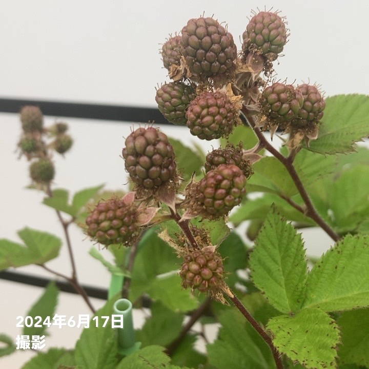 ブラックベリー 6号｜果樹10-TU | 果樹,ラズベリー・ベリー類 | 赤塚