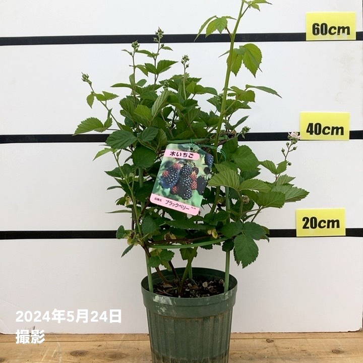 ブラックベリー 6号｜果樹10-TU | 果樹,ラズベリー・ベリー類 | 赤塚