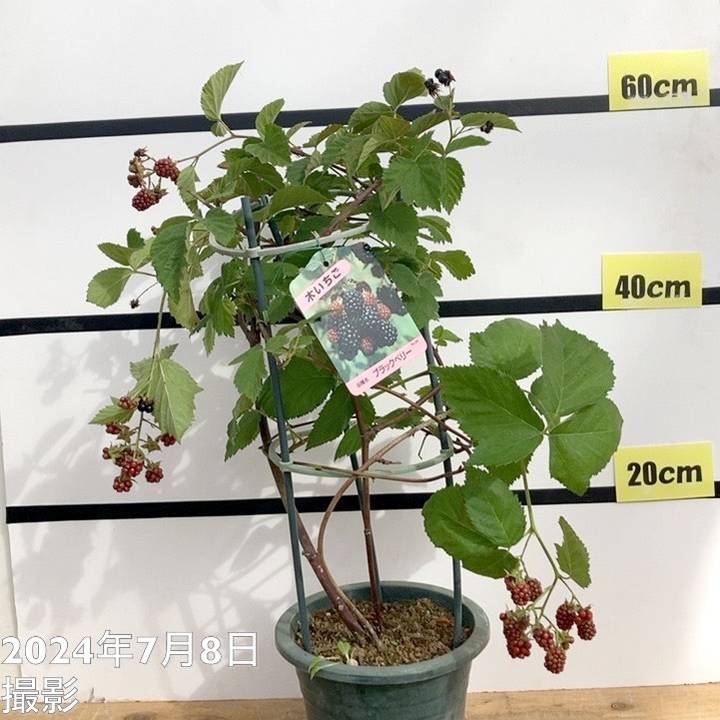 ブラックベリー 6号｜果樹10-TU | 果樹,ラズベリー・ベリー類 | 赤塚