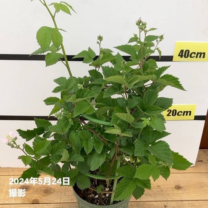 ブラックベリー 6号｜果樹10-TU | 果樹,ラズベリー・ベリー類 | 赤塚