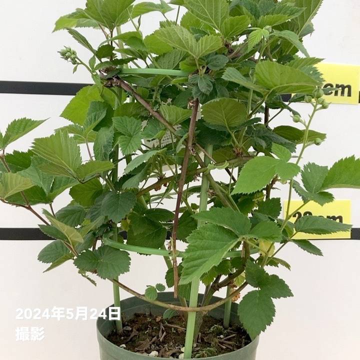 ブラックベリー 6号｜果樹10-TU | 果樹,ラズベリー・ベリー類 | 赤塚