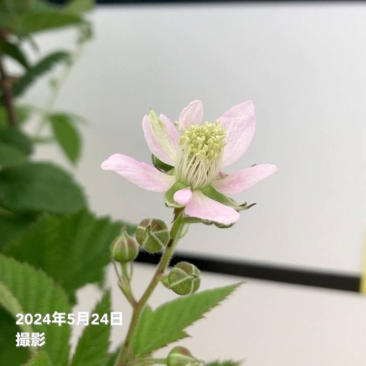 ブラックベリー 6号｜果樹10-TU | 果樹,ラズベリー・ベリー類 | 赤塚