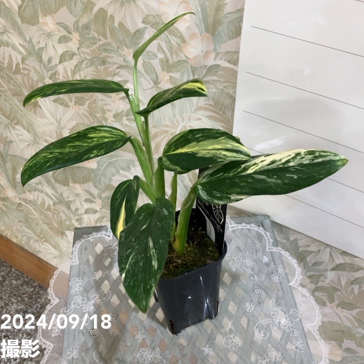 【現品】モンステラ・バリエガータ　8号鉢　斑入りモンステラ　２X番 モンステラホワイトタイガーバリエガータ