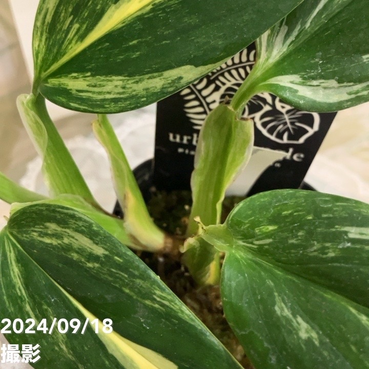 現品お届け】モンステラ スタンデリアナ バリエガータ Monstera
