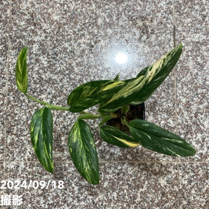 現品お届け】モンステラ スタンデリアナ バリエガータ Monstera