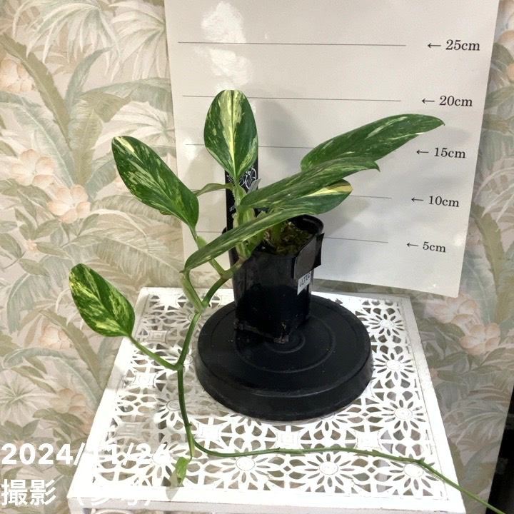 【現品】モンステラ・バリエガータ　8号鉢　斑入りモンステラ　E番 現品お届け】モンステラ スタンデリアナ バリエガータ Monstera