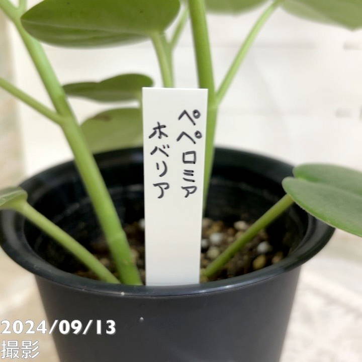 ペペロミア ホバリア 3.5号｜観葉04-PA | 観葉・多肉 | 赤塚植物園
