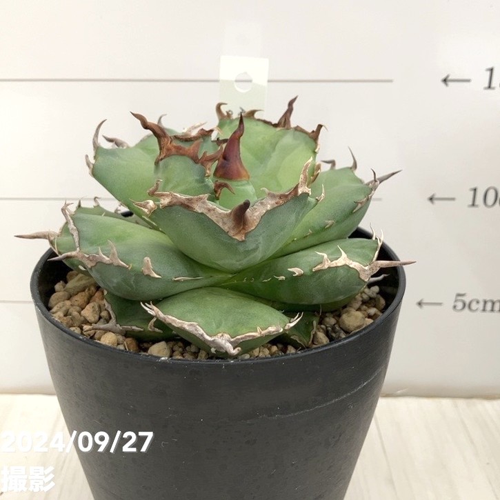 決算P5倍！10%OFF！8/2まで】【現品お届け】アガベ 4号 チタノタ