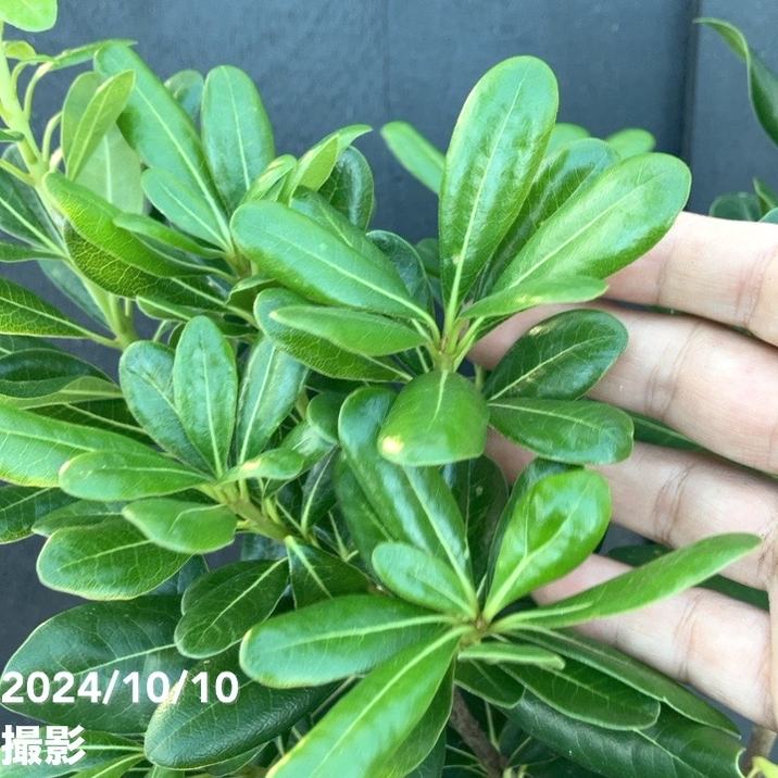 トベラ 5号｜花木04-PA | 花木・庭木 | 赤塚植物園オンライン 花の音