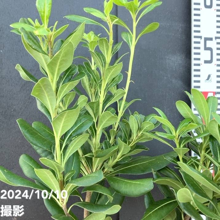 トベラ 5号｜花木04-PA | 花木・庭木 | 赤塚植物園オンライン 花の音