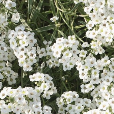 PW スーパーアリッサム アイシクルナイト 3～3.5号×3株セット｜草花04