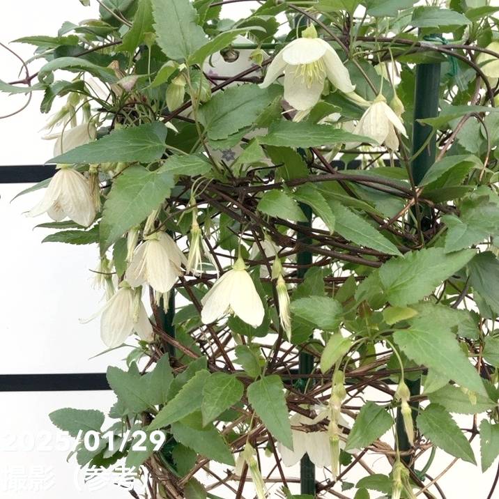 クレマチス（冬咲き）シルホサ ジングルベル 7号｜草花10-TU | 草花