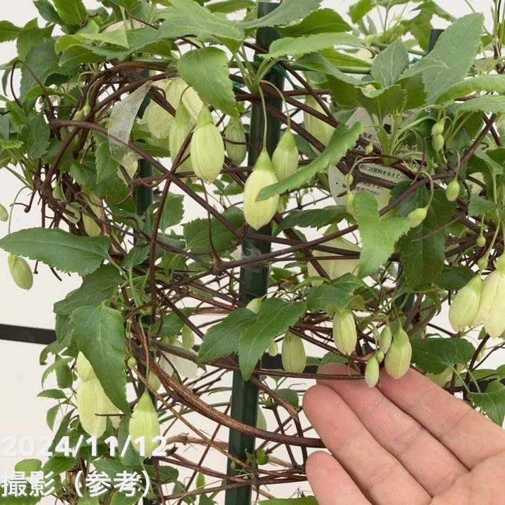 クレマチス(冬咲き)シルホサ ジングルベル 7号|草花10-TU クレマチス(冬咲き)シルホサ ジングルベル 7号|草花10-TU