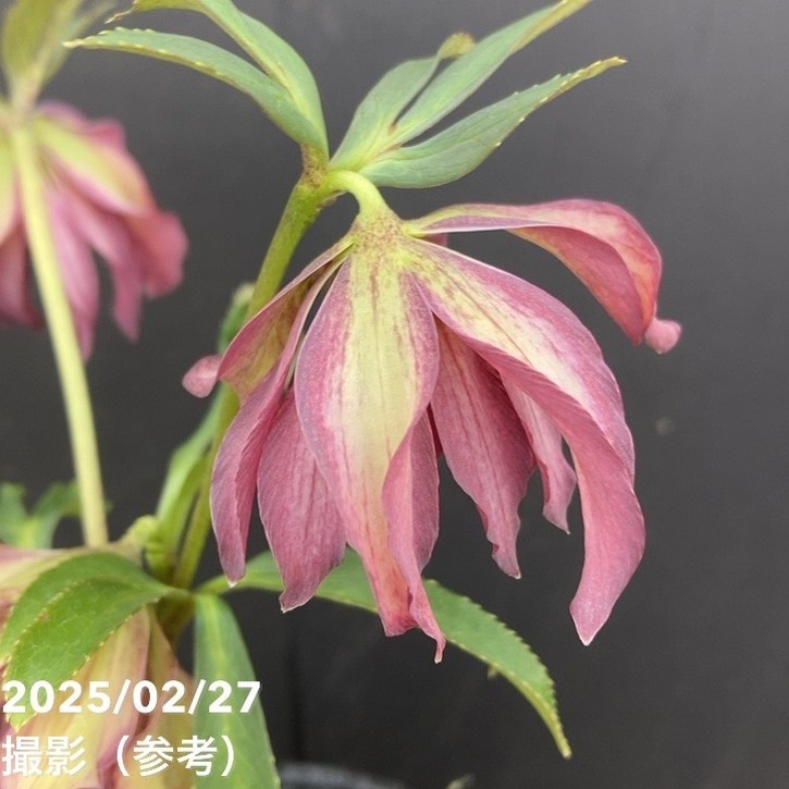 ピンクローズ  オリーブの木　マウリーノ＋アザパ　※引取限定 一点物】松村ナーセリー クリスマスローズ くるりんぱ 4.5号ポット