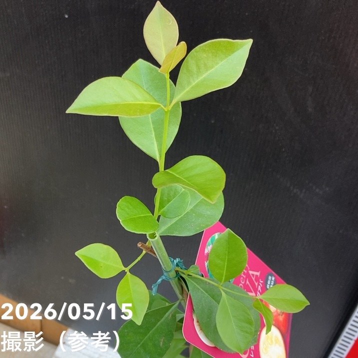 レッドストロベリーグァバ 4号｜果樹04-PA | 果樹 | 赤塚植物園