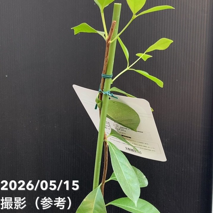 レッドストロベリーグァバ 4号｜果樹04-PA | 果樹 | 赤塚植物園