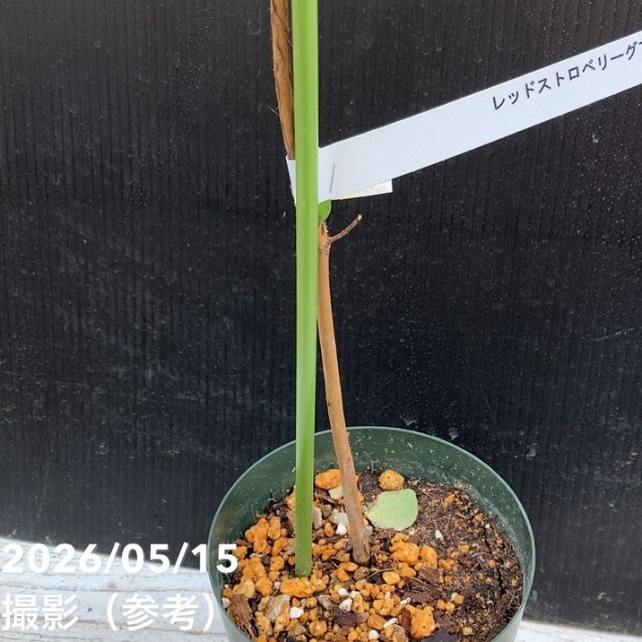レッドストロベリーグァバ 4号｜果樹04-PA | 果樹 | 赤塚植物園