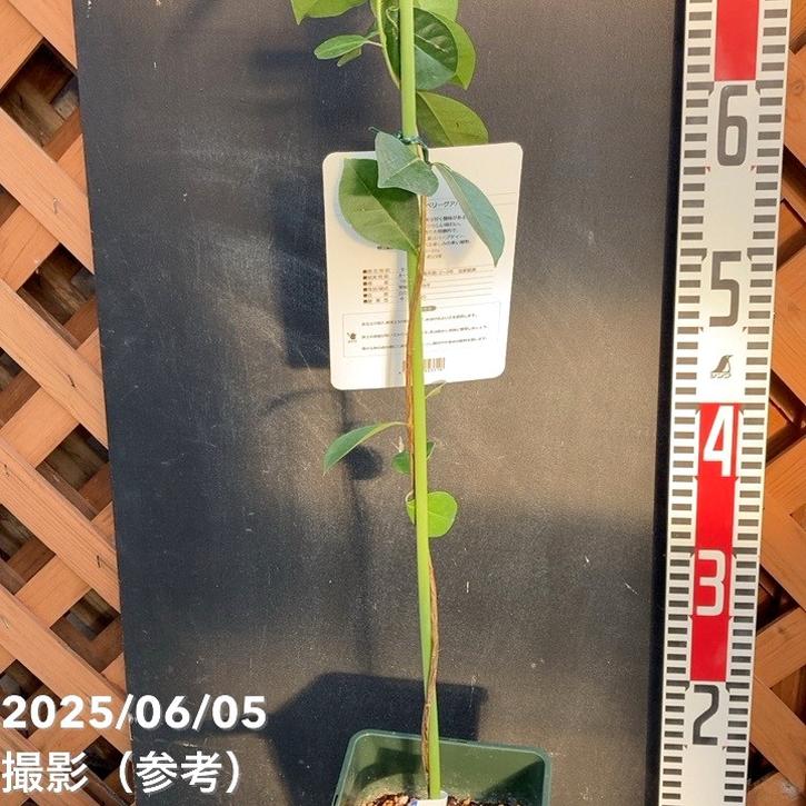 ストロベリーグァバ　苗　果実・植物・フルーツ・果樹 楽天市場】【送料無料】グアバの苗木 レッドストロベリー