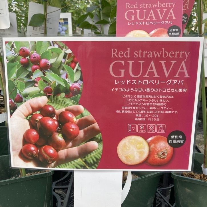 レッドストロベリーグァバ 5号ロング｜果樹04-PA | 果樹 | 赤塚