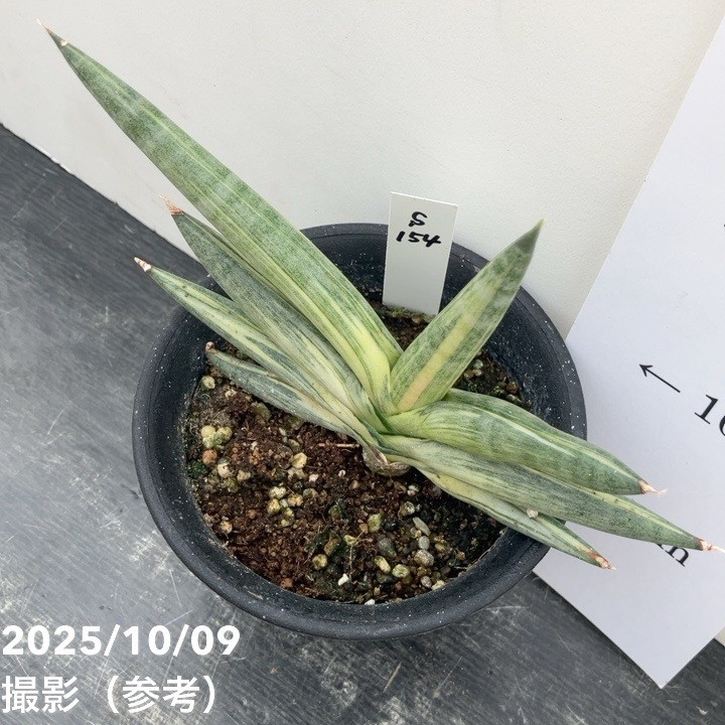 激レア！現品お届け】サンスベリア 3.5号 雪女 ユキオンナ プラ鉢