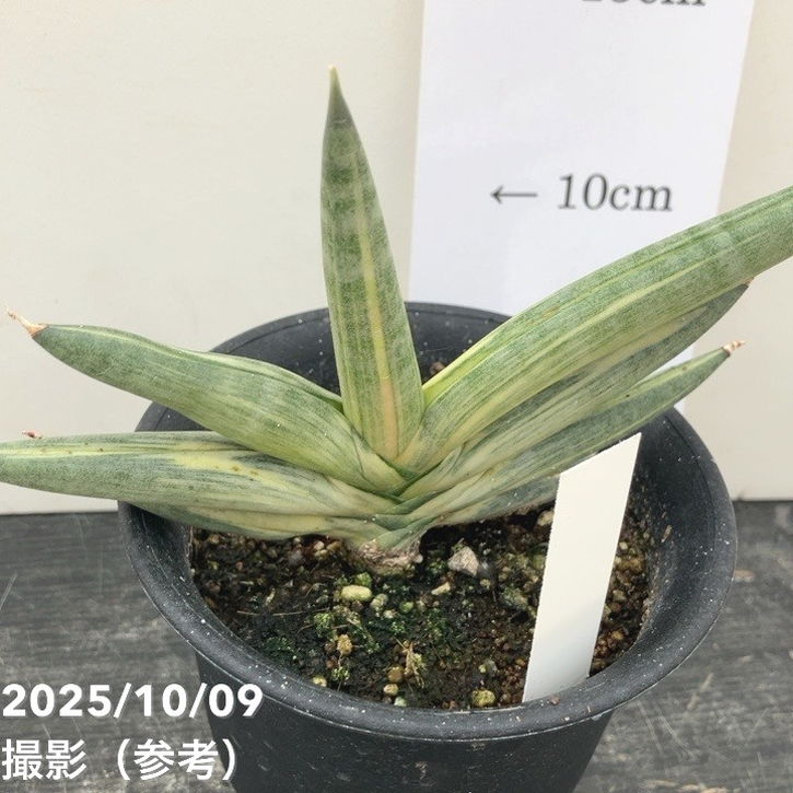 激レア！現品お届け】サンスベリア 3.5号 雪女 ユキオンナ プラ鉢