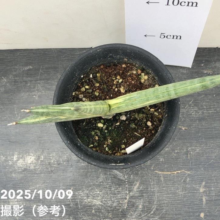 激レア！現品お届け】サンスベリア 3.5号 雪女 ユキオンナ プラ鉢