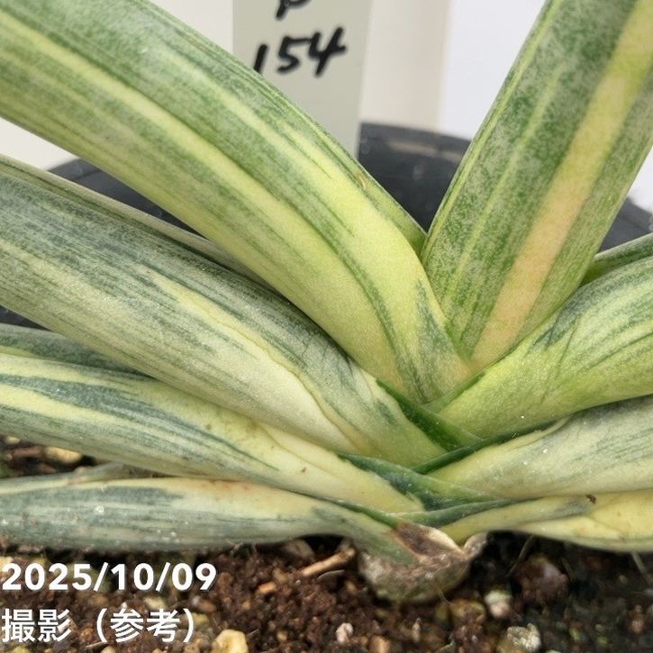 期間限定10％OFF！】【激レア！現品お届け】サンスベリア 3.5号 雪女