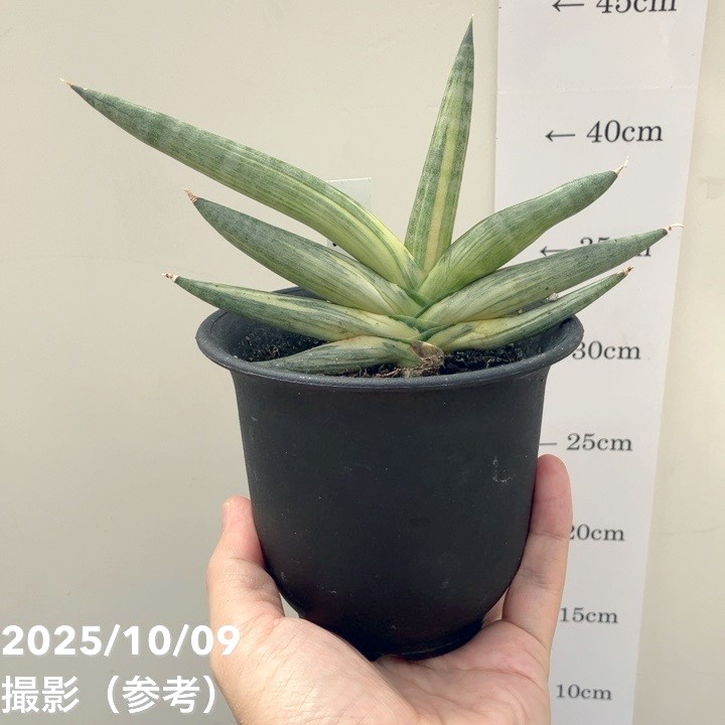 サンスベリア ユキオンナ sansevieria yuki onna 斑入り 購入品紹介