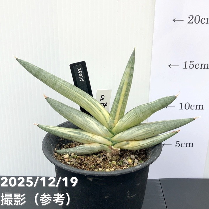 サンスベリア ユキオンナ ③ sansevieria yuki onna S.hybrid 