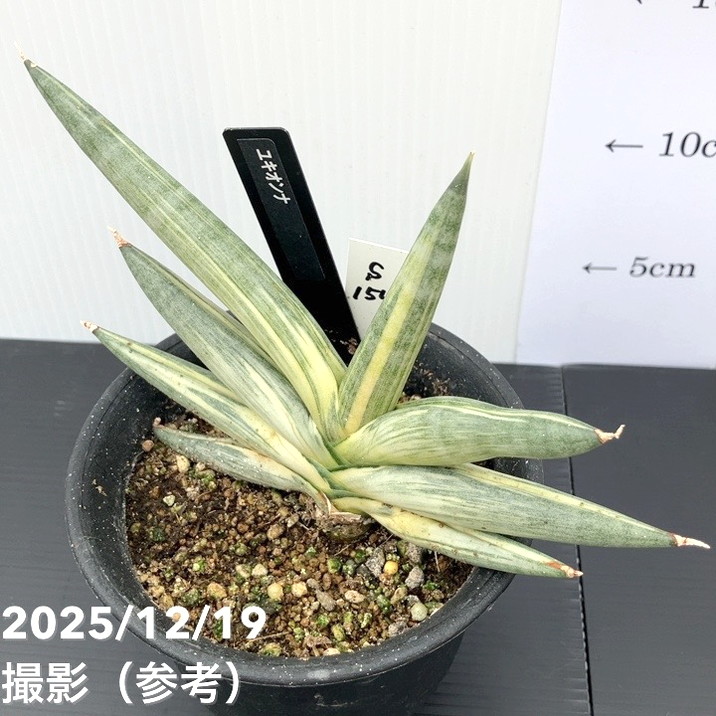 【激レア!現品お届け】サンスベリア 3.5号 雪女 ユキオンナ プラ鉢(S154)|観葉02-D2