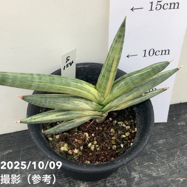 激レア！現品お届け】サンスベリア 3.5号 雪女 ユキオンナ プラ鉢