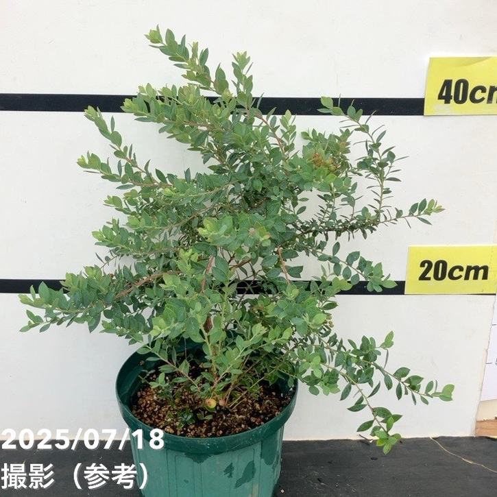 常緑ブルーベリー 6号｜果樹10-TU | 果樹,ブルーベリー | 赤塚植物園