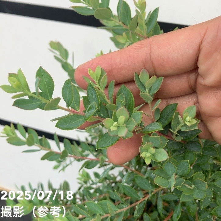 常緑ブルーベリー 6号｜果樹10-TU | 果樹,ブルーベリー | 赤塚植物園